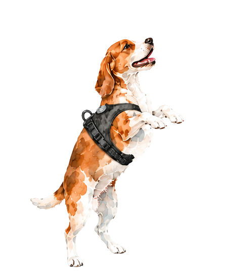 Bound for the Dog Run